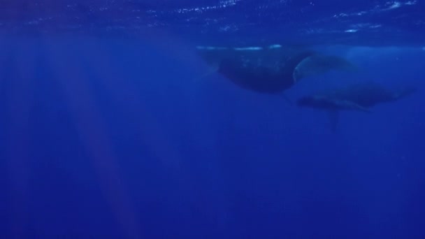 Madre de la ballena y bebé ballena jorobada de cerca nadando juntos en la superficie del mar azul — Vídeo de stock