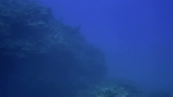 白い斑点のあるイーグルレイが青い海で閉じているか、斑点のあるStingray水泳&ダイビング — ストック動画