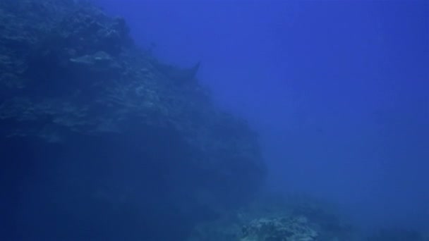 White Spotted Eagle Ray Close Up Or Spotted Stingray Swimming & Diving In Blue Sea — Stock Video