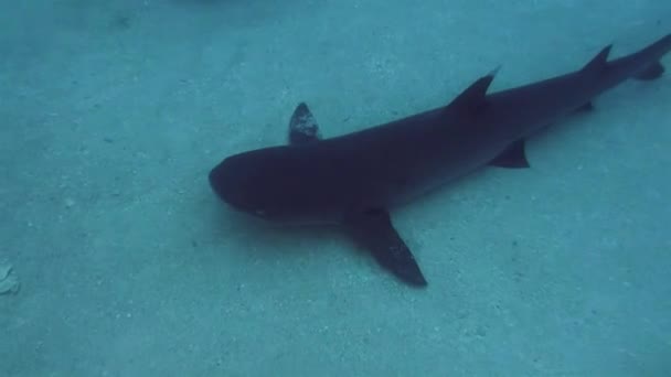 Rekin rafowy Whitetip zamyka się pod wodą. White Tip Shark spoczywa na nurkowaniu z rekinami — Wideo stockowe