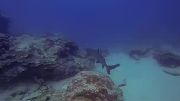 Weißspitzenriffhaie zusammen unter Wasser. Weißspitzenhaie schwimmen & jagen — Stockvideo