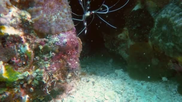 Banded Coral Shrimp Or Boxer Shrimp Or Cleaner Shrimp Macro Close Up Phillipines — Stock video