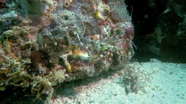 Banded Coral Shrimp Or Boxer Shrimp Or Cleaner Shrimp Underwater Macro Phillipines — Stock Video