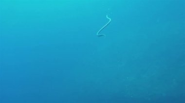Şeritli Deniz Yılanı ya da Soyunmuş Deniz Yılanı Gato Adası Filipinleri 'nde suyun altında yüzüyor.