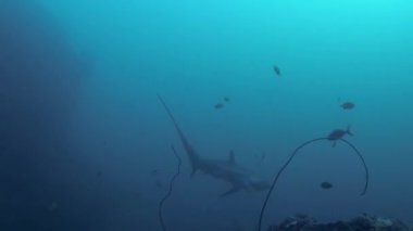 Filipinler 'in Malapascua bölgesindeki sualtında yüzen Pelagic Thresher Shark' ın derin deniz videosu