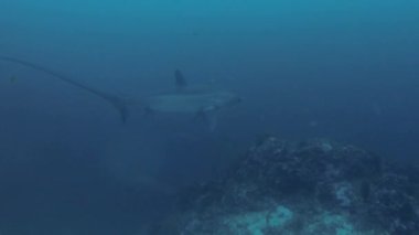 Pelagic Thresher Shark 'ın Monad Sürü Malapascua Filipinleri' nde sualtında yüzüşünü gösteren derin deniz videosu