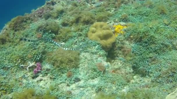 Αλυσοδεμένο θαλάσσιο φίδι ή γδαρμένο θαλάσσιο Krait Κοντινό πλάνο στο Coral Reef Gato Island Φιλιππίνες — Αρχείο Βίντεο