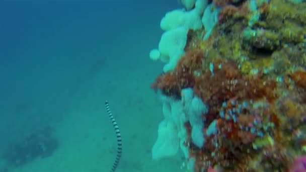 Banded Sea Snake or Stripped Sea Krait Natación hasta Phillipines Coral Reef Wall — Vídeo de stock