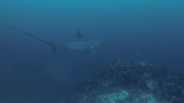 Djuphavsvideo av Pelagiska Thresher Shark Simning Borta Undervattens Vid Monad Shoal Malapascua Filippinerna — Stockvideo