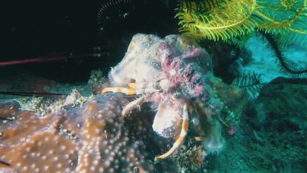 Eremita granchio riccio di mare e piume stelle Critters Subacquea barriera corallina Macro Close Up — Video Stock