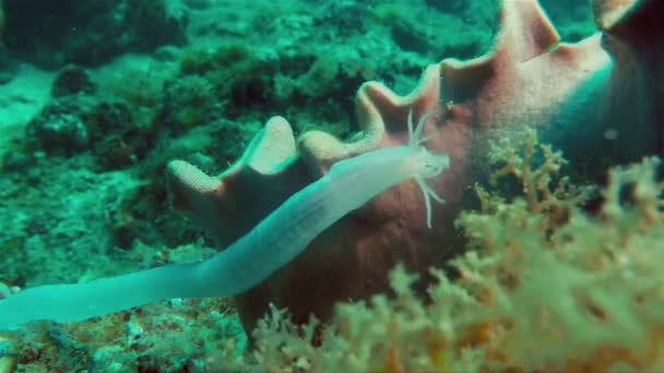 水母类蠕虫类的海参或海虫或海螺类动物在水下觅食 — 图库视频影像