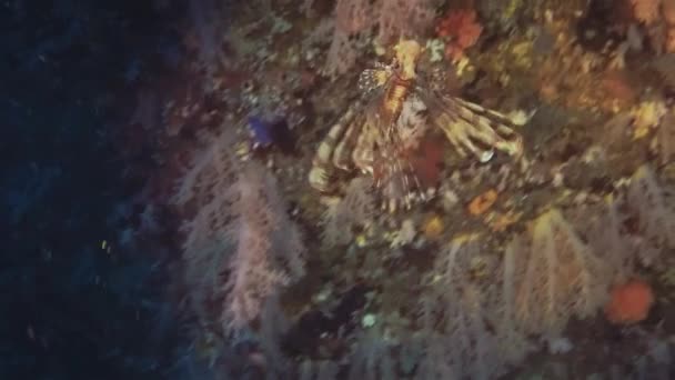 Pesce leone o scorpione Primo piano di colorati pesci tropicali velenosi camuffati — Video Stock