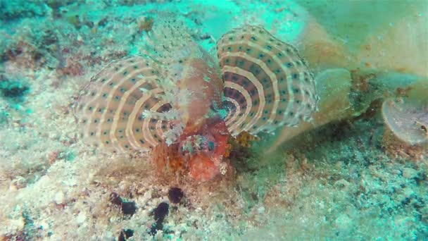 Oroszlánhal vagy skorpió hal Közelkép a színes mérgező és mérgező trópusi halak — Stock videók