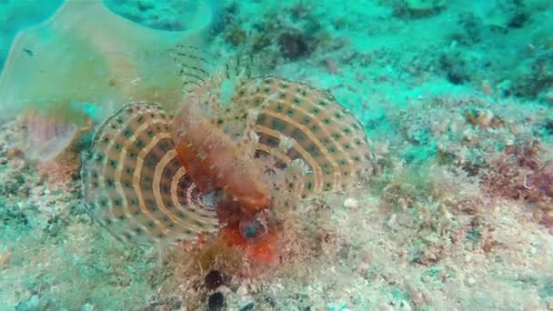 Lion Fish Or Scorpion Fish Close Up Of Venomous & Poisonous Colourful Tropical Fish — Stock Video