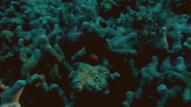 Pesce mandarino accoppiamento & Nuoto Primo piano sulle Filippine Tropical Reef Di Notte — Video Stock