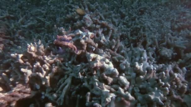 Peces mandarín apareamiento de cerca en Filipinas Tropical Reef Liberación de huevos y esperma — Vídeo de stock