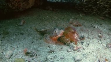 Nadir Akrep Balığı Sualtı Kapanışı Kızgın Görünümlü ve Huysuz Visay Denizi Filipinleri