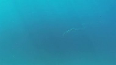 Plankton 'u Uzun Denizanası Zincirinde Okyanus Denizi Akıntısı Filipinlerinde Deniz Altında