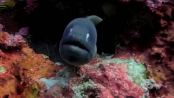 Moray Eel Close Up ดูอันตรายและโกรธบนแนวปะการังที่มีสีสัน Phillippines — วีดีโอสต็อก