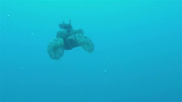 Nudibranch Sea Slug eller spanska dansare i färgglada Blå havet Filippinerna korallrev — Stockvideo