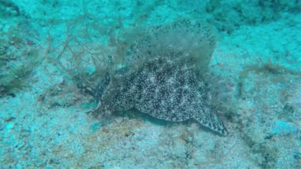 வண்ணமயமான நீர்மூழ்கிய பிலிப்பைன்ஸ் பவளப்பாறை மீது Nudibranch Sea Slug அல்லது ஸ்பானிஷ் நடனக் கலைஞர் — ஸ்டாக் வீடியோ