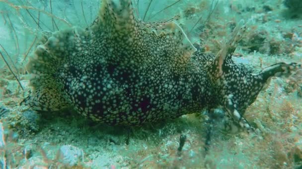 Nacktschnecke oder spanische Tänzerin auf bunten philippinischen Unterwasserkorallenriffen — Stockvideo