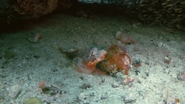 Rare Scorpionfish Primer plano bajo el agua buscando enojado y gruñón mar de Visayan Filipinas — Vídeos de Stock