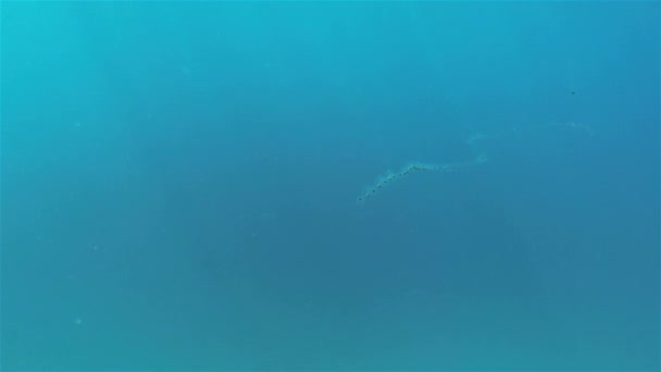 Plâncton das salpas na cadeia subaquática longa das medusas no mar oceânico Fillipinas atuais — Vídeo de Stock