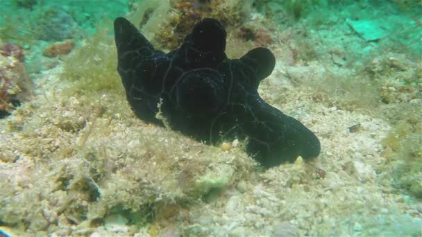 Tengeri csiga csiga vagy Velutin csiga Nudibranch fekete álcával Víz alatti közelkép — Stock videók