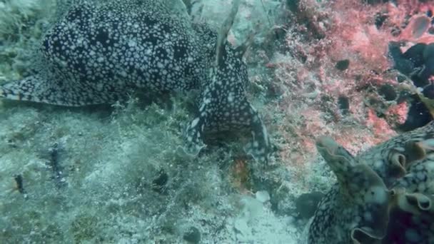Spanyol táncos Nudibranchs vagy tengeri csigák a Fülöp-szigeteken Víz alatti korallzátony — Stock videók