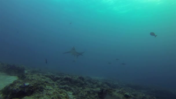 サンゴ礁と青い海のモナド・ショアル・マラパスクア・フィリピンの近くにあるシュレッサーシャーク — ストック動画