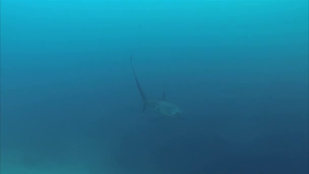 Thresher Shark Duiken Deep Blue Sea At Monad Shoal Malapascua Filippijnen Visayaanse Zee — Stockvideo