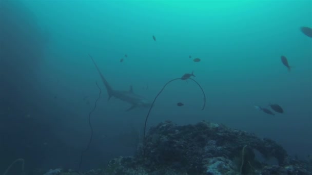 Thresher Shark Swimming Over Coral Sea Mount & Small School of Fish in Philippines — стоковое видео