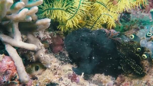 Underwater Macro Closeup Of Colorful Grumpy Purple Frog Fish Fish Cebu Sea Philippines — стокове відео