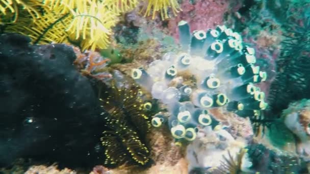 Víz alatti makró Közelkép Színes zsémbes lila béka hal Fülöp-szigetek-tenger Ázsia — Stock videók