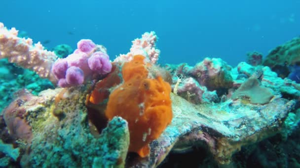 Podvodní makro Closeup z nevrlé oranžové žáby ryby Visayan moře Filipíny — Stock video