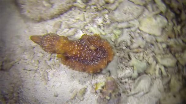 Polvo manchado branco ou caça de polvo de grama & ataque noturno no caranguejo eremita — Vídeo de Stock