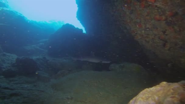 Whitetip resif köpekbalığı köpekbalığının köpekbalığı avına çıktığı sualtı mağarasının yakınında. — Stok video