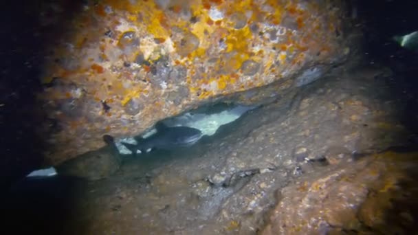 Caza de tiburones de arrecife blanco de cerca nadando en el túnel de la cueva submarina en el buceo de tiburones — Vídeo de stock