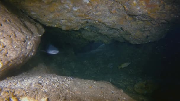 Whitetip Reef Shark Mouth De cerca Mostrando Tiburón Tiburón Tip Tip Caza En Cueva Submarina — Vídeo de stock