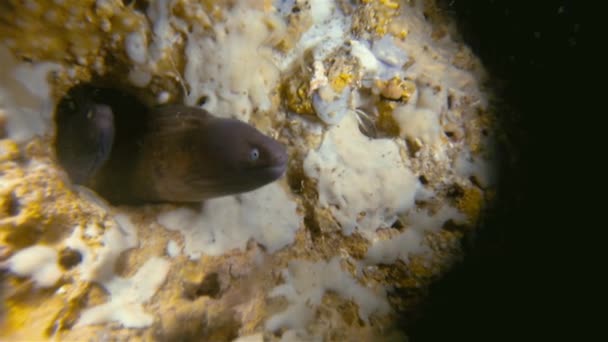 Amarillo manchado Moray anguila de cerca en la cueva submarina Gato Island Filipinas Asia — Vídeo de stock