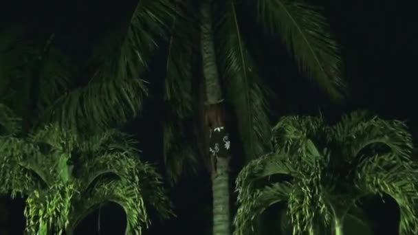 ココナッツパームツリークライマーまたはココナッツピッカーココナッツを選ぶためにココナッツツリーを登る — ストック動画