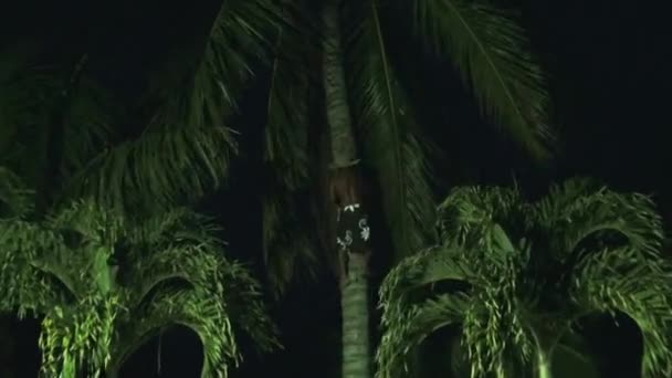 Arrampicatore di palme da cocco o raccoglitore di cocco Arrampicarsi su albero di cocco per raccogliere noci di cocco — Video Stock