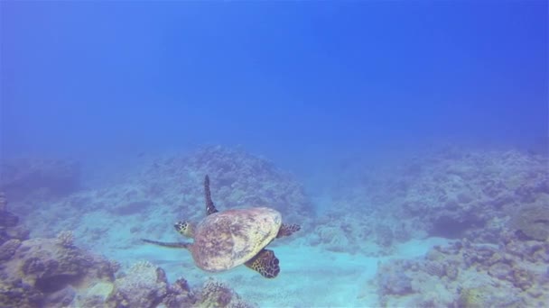 Zöld teknős vagy tengeri teknős vagy csendes-óceáni zöld-tengeri teknős a színes korallzátony — Stock videók