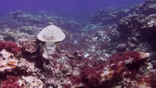 Tortue verte ou tortue de mer ou tortue de mer verte du Pacifique nageant sur un récif coloré — Video
