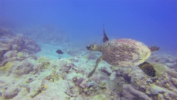 海龟或绿海龟或太平洋绿海龟接近五彩斑斓的珊瑚礁 — 图库视频影像