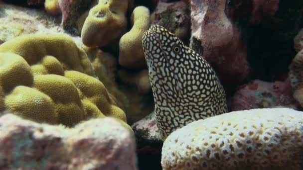 Εντοπίστηκε Moray Χέλι close up σε πολύχρωμο κοραλλιογενή ύφαλο αναζητούν θυμωμένος στα νησιά Κουκ — Αρχείο Βίντεο