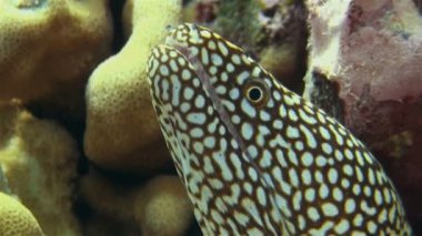 Renkli mercan kayalıklarında Moray Yılanbalığı Makro görüldü. Aşçı adalarında kızgın görünüyor.