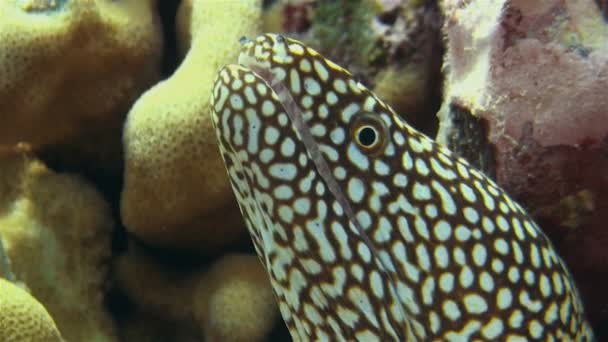 Spotted Moray Eel Macro närbild i färgglada korallrev ser arg ut i Cooköarna — Stockvideo