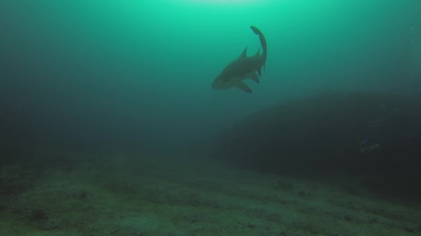 Underwater Photographer. Camera Man Taking Underwater Photo.Scuba Diver & Camera — Stock Video